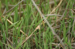 Microtheoris ophionalis