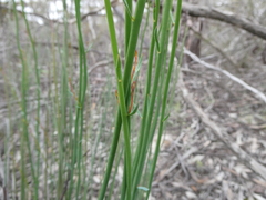 Glischrocaryon behrii