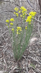 Glischrocaryon behrii