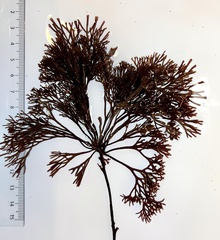 Melanthalia abscissa