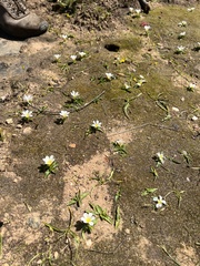 Eurystigma