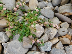 Trifolium tomentosum