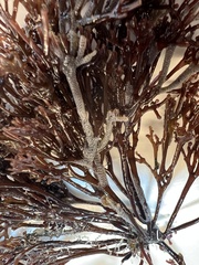 Melanthalia abscissa