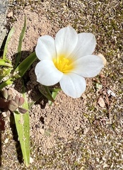 Eurystigma