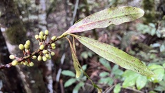 Myrsine salicina