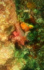 Uniophora granifera