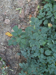 Thalictrum dasycarpum