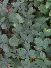 Thalictrum dasycarpum