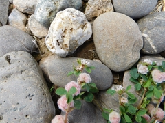 Trifolium tomentosum