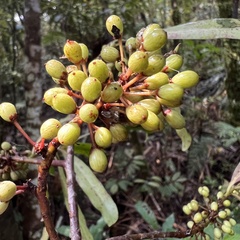 Myrsine salicina