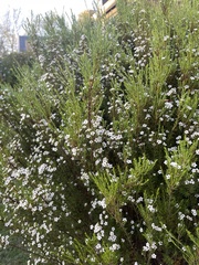 Coleonema calycinum
