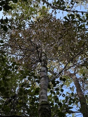 Myrsine salicina