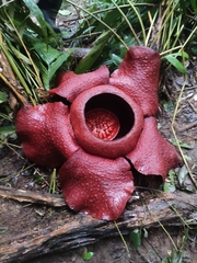 Rafflesia
