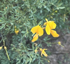 Calobota