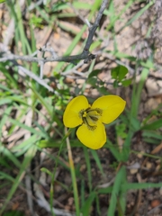 Moraea bellendenii