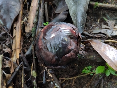 Rafflesia