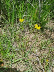 Moraea bellendenii
