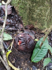 Rafflesia