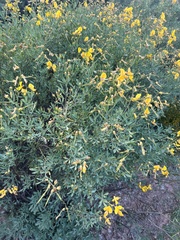 Calobota