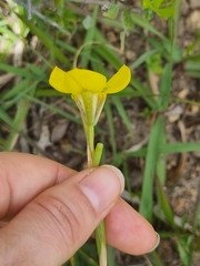 Moraea bellendenii