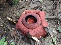Rafflesia