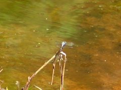 Micrathyria aequalis