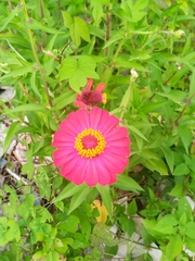 Zinnia elegans