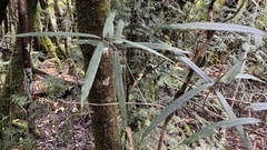 Nestegis cunninghamii