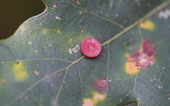 Neuroterus quercusbaccarum