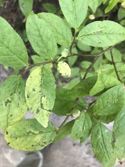 Vaccinium membranaceum