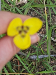 Moraea bellendenii