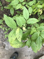 Vaccinium membranaceum