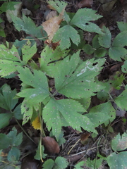Cryptotaenia canadensis