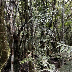 Nestegis cunninghamii