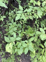 Vaccinium membranaceum