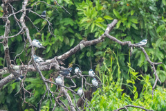 Tachycineta albiventer