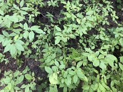 Vaccinium membranaceum