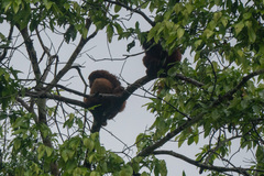 Alouatta seniculus