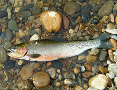 Oncorhynchus clarkii