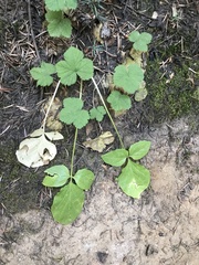 Valeriana sitchensis
