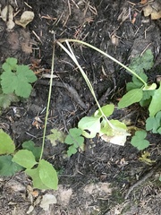 Valeriana sitchensis