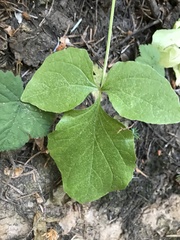 Valeriana sitchensis