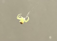 Araneus circulissparsus