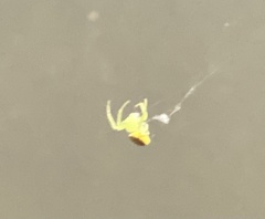 Araneus circulissparsus