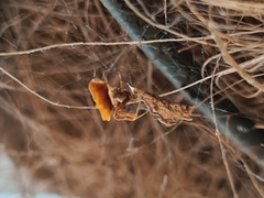 Philoponella congregabilis