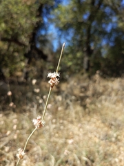 Eriogonum elongatum