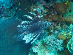 Pterois volitans