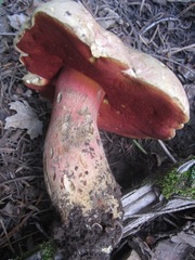 Rubroboletus pulcherrimus