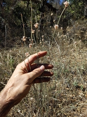 Eriogonum elongatum