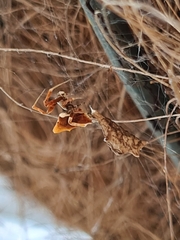 Philoponella congregabilis